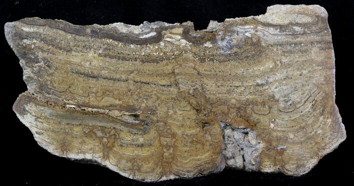 Polished, Miocene Stromatolite (Chlorellopsis) - Crimea #57569